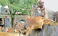 পশুরহাট জমতে শুরু করেছে  