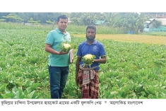 চান্দিনায় গ্রীষ্মকালীন ফুলকপি চাষে লাভবান কৃষক  