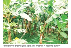 কলা চাষে স্বাবলম্বী কৃষক  
