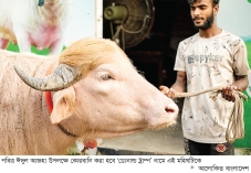 ‘ডোনাল্ড ট্রাম্প কোরবানি হচ্ছে বাংলাদেশে’ 