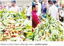 কাপাসিয়ায় লিচুর ফলনে খুশি কৃষক  