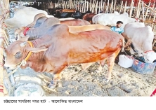 চট্টগ্রামে জমতে শুরু করেছে পশুর হাট, ঘাটতির আশঙ্কা 