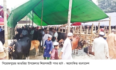 শত বছরের খাজনাবিহীন পশুর হাট শিয়ালকাঠী   