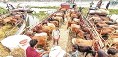 দেশের বিভিন্ন জেলা থেকে কোরাবানির পশু ট্রলার বোজাই করে আসছে 