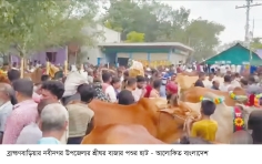 নবীনগরে কোরবানির পশুর হাট জমে উঠেছে  
