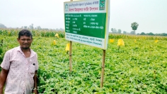 নিরাপদ উচ্চমূল্যের সবজি আবাদে লাভবান দিনাজপুরের কৃষক