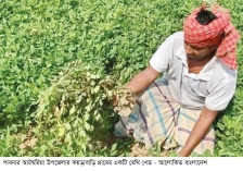 মেথি চাষে স্বপ্ন বুনছেন কৃষক 