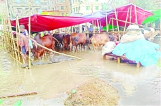 মুষলধারে বৃষ্টির কারণে গরুর হাটগুলোতে পানি  