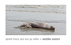 সৈকতে ইরাবতী ডলফিনের মরদেহ   