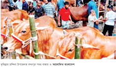চান্দিনায় জমে উঠেছে পশুর হাট    