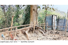 ধ্বংসের পথে ঠাকুরগাঁওয়ের একমাত্র সেগুন বাগান  
