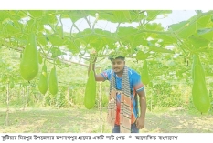 মাচা পদ্ধতিতে লাউ চাষে লাভবান কৃষক  