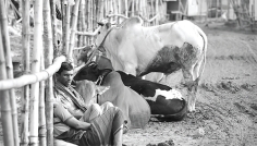 গরুর ব্যবসায়ীদের আর্তনাদ  