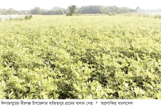 বাদাম চাষে ফিরছে সচ্ছলতা  