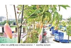 মসজিদের ছাদবাগানে দেশি বিদেশি ফলের সমাহার  