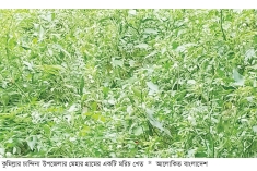 চান্দিনায় কাঁচামরিচ চাষে লাভবান কৃষক 