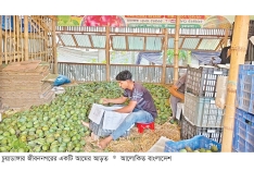 আমের দাম কমে যাওয়ায় বাগান মালিক-চাষিরা হতাশ  