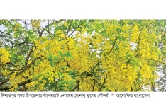 প্রকৃতিতে সৌন্দর্য ছড়াচ্ছে সোনালু ফুল  