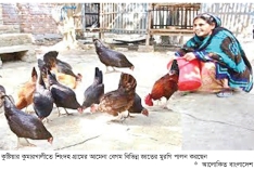 কুমারখালীতে মুরগি পালনে স্বাবলম্বী তিন হাজার নারী  