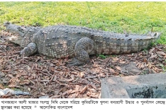 পুনর্বাসন কেন্দ্রে মাজারের সেই কুমির  