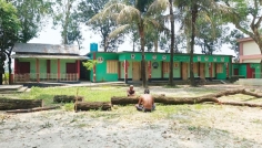 খানসামায় টেন্ডার ছাড়াই স্কুলের গাছ কাটার অভিযোগ, গাছ জব্দ
