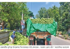 লাউয়ের পিস ৫ টাকা লোকসানে চাষি  
