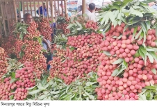 দিনাজপুরে লিচু কেনাবেচা জমে উঠেছে, গতবারের চেয়ে দাম কম  