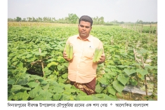 বীরগঞ্জে শসা চাষে লাভবান কৃষক  
