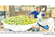 হাতের নাগালেই রাজশাহীর আম, দামও কম  