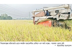 শ্রমিক সংকট, ধান কাটা হচ্ছে কম্বাইন হারভেস্টার মেশিনে  