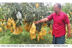 নওগাঁয় দ্বিগুণ দামে ফ্রুট ব্যাগ বিক্রি, আমচাষিরা বিপাকে  
