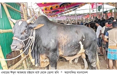 চট্টগ্রামে ৭ লাখ ৪০ হাজার পশু কোরবানি  