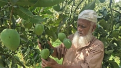 বাজারে আসছে হাঁড়িভাঙা আম, ৩০০ কোটি টাকার বাণিজ্যের আশা