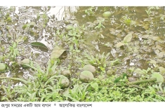 ১৫ জুন থেকে হাঁড়িভাঙা আম পাড়া শুরু  