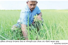 গ্রীষ্মকালীন পেঁয়াজ ও বীজ উৎপাদনে ব্যাপক সাফল্য  