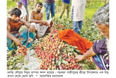 গাজীপুরে এবার ২৭ হাজার টনের বেশি লিচু উৎপাদনের আশা  