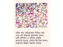 রংপুরে রেকর্ড ১ লাখ ৪৩ হাজার ৬৬৬ টন পেঁয়াজ উৎপাদন  