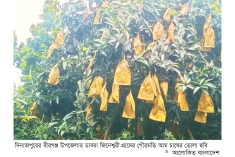 আধুনিক পদ্ধতিতে গৌরমতি আম চাষে লাখপতি মোস্তফা  