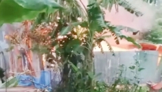 পাবনায় ধর্ষণ-হত্যাকাণ্ডের জেরে অগ্নিকাণ্ড, দগ্ধ হয়ে নিহত ৩