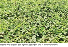 গ্রীষ্মকালীন পটোল চাষে ফিরছে সচ্ছলতা  