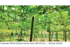 গ্রীষ্মকালীন লাউ চাষে লাভবান কৃষক  