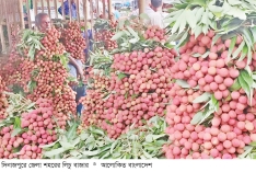 দিনাজপুরে একদিনে বিক্রি হয় ১৫ কোটি টাকার লিচু  