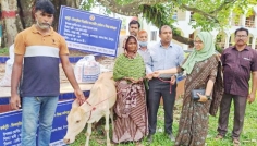 মতলব উত্তরে ৪ ভিক্ষুককে পুনর্বাসনে বকনা বাছুর বিতরণ