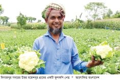 গ্রীষ্মকালীন ফুলকপি চাষে সুদিন ফিরছে  