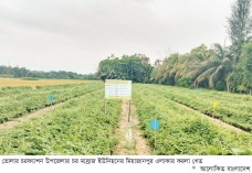 করলা চাষে দক্ষিণাঞ্চলের কৃষকরা লাভবান  