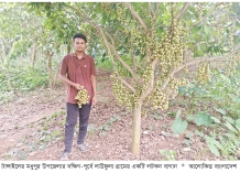 লটকন চাষে ফিরছে সচ্ছলতা  