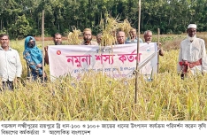 রায়পুরে ব্রি ধান-১০০ আবাদ লক্ষ্যমাত্রা ছাড়িয়েছে  