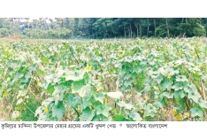 চান্দিনায় ধুন্দল চাষে লাভবান কৃষক  