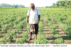 সিরাজগঞ্জে মরিচের ফলনে কৃষক খুশি  