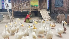 পেকিন জাতের হাঁস পালন করে স্বাবলম্বী হচ্ছেন চুয়াডাঙ্গার খামারিরা